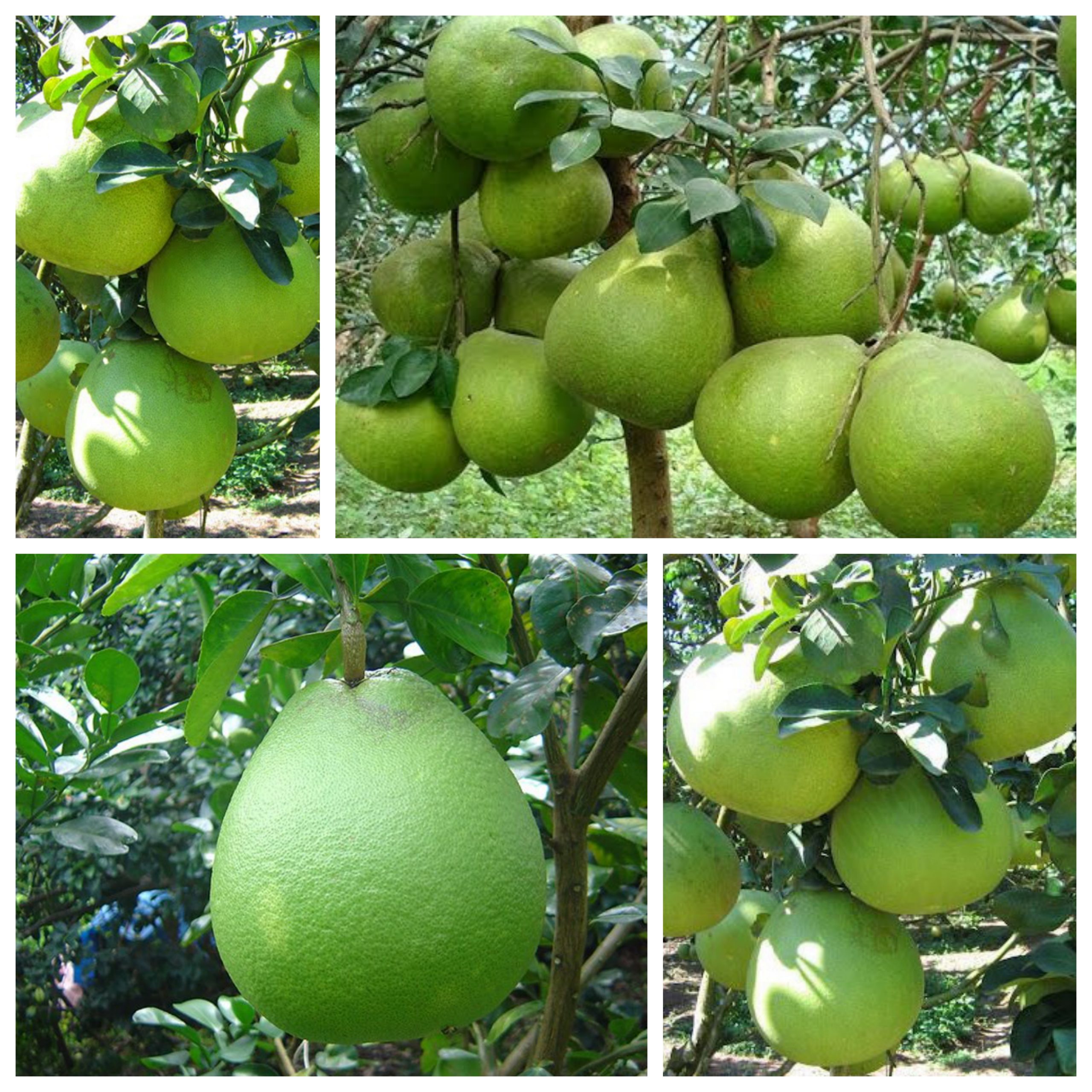 Triển vọng từ bưởi da xanh